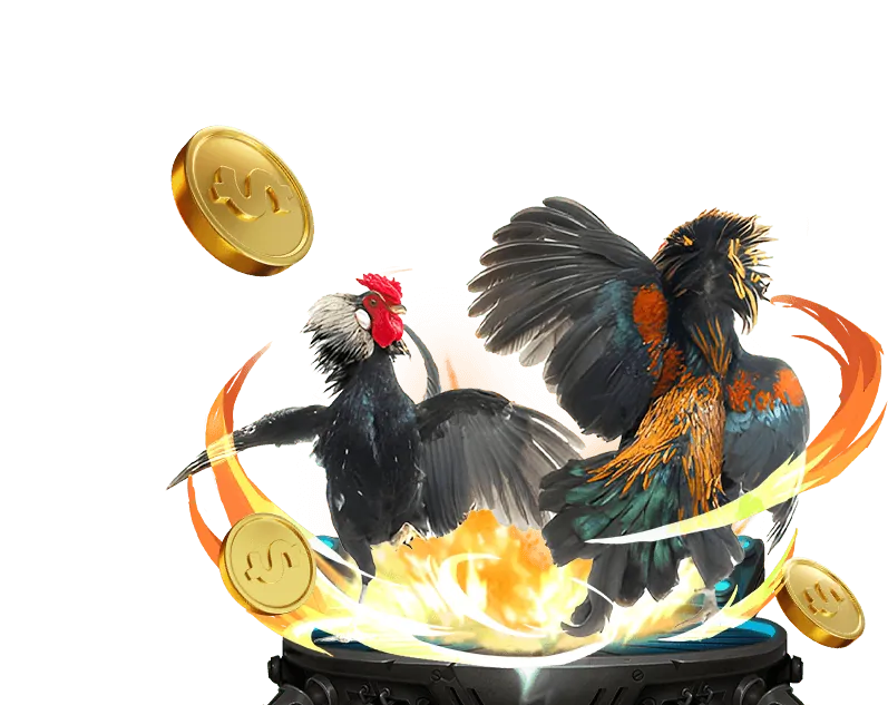 Trường gà Thomo CPC3 với trận đấu gà kịch tính